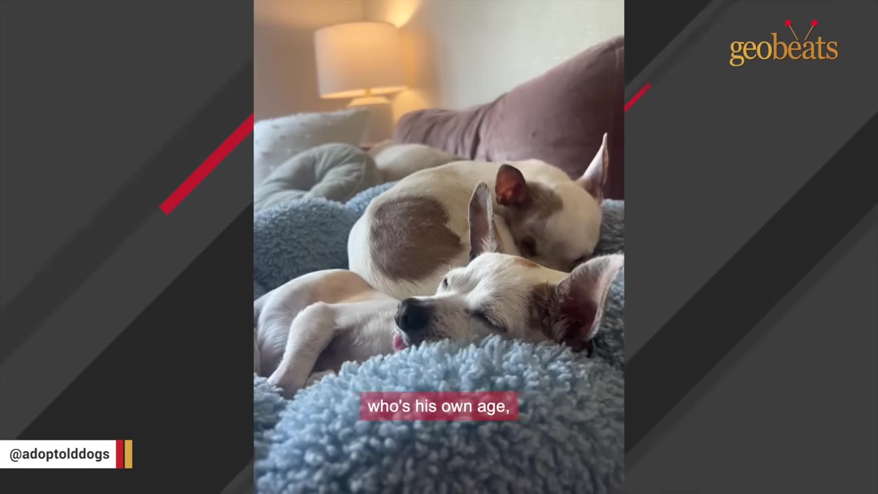 Two small white and brown dogs sleeping peacefully together on a fluffy blue dog bed.