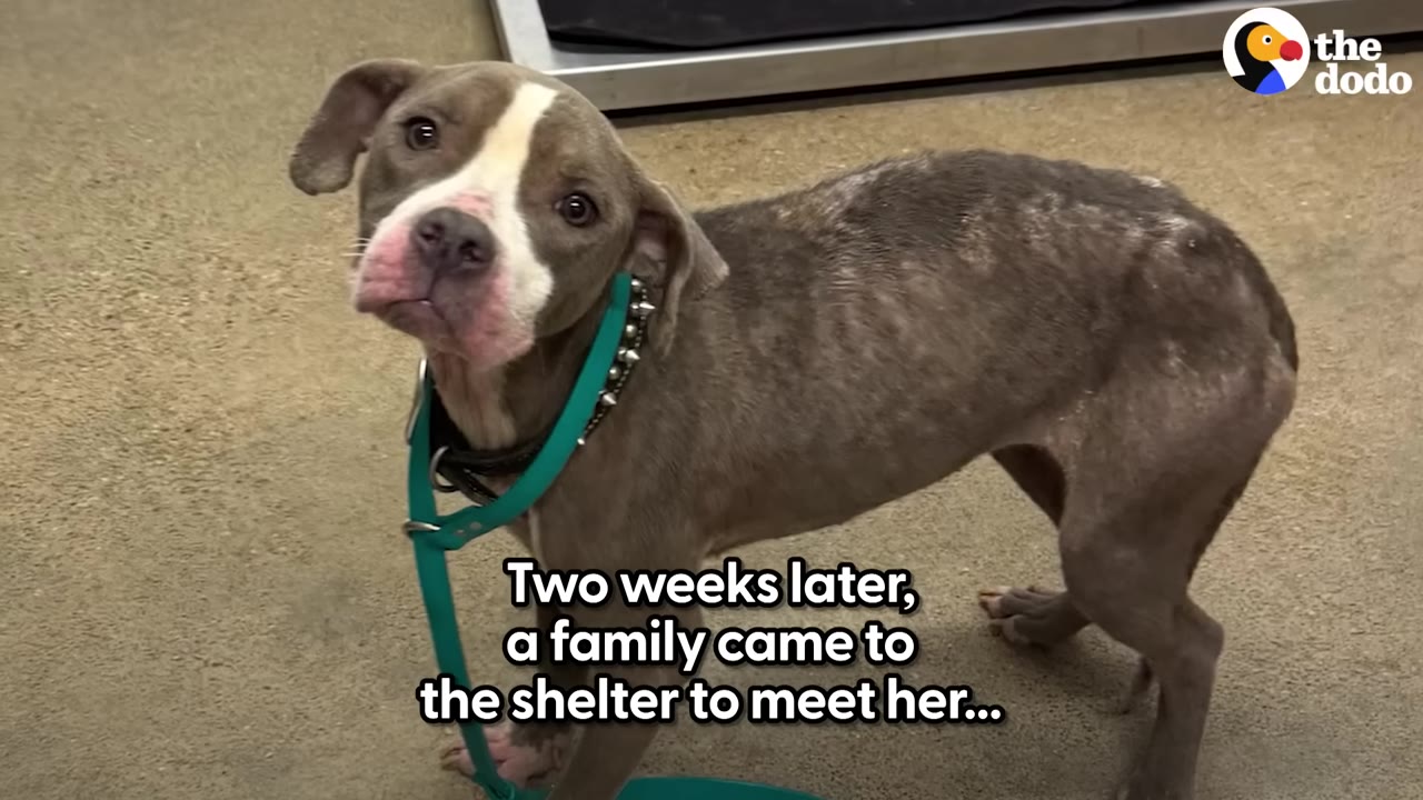 A sweet-looking gray and white pit bull mix with a teal collar tilts her head and looks directly at the camera inside a shelter.