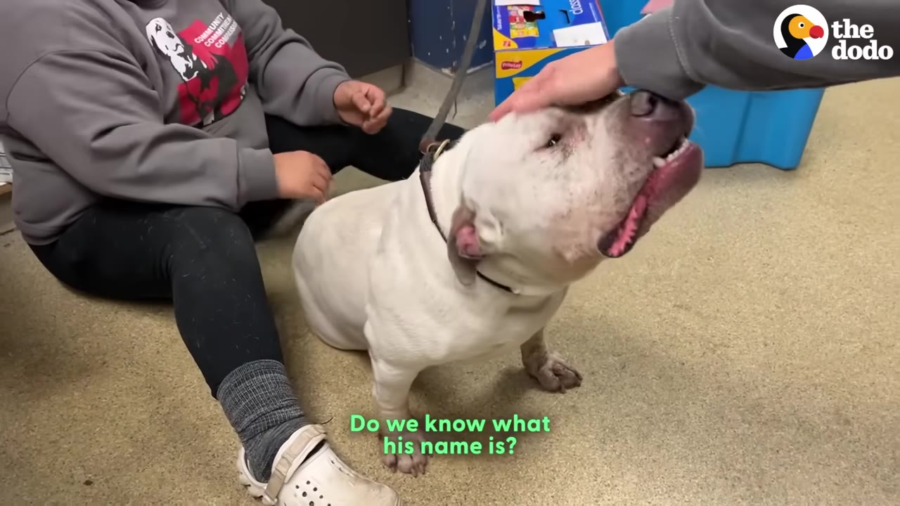 A white dog sitting on a shelter floor leans happily into a hand petting its head, next to a person sitting on the floor.