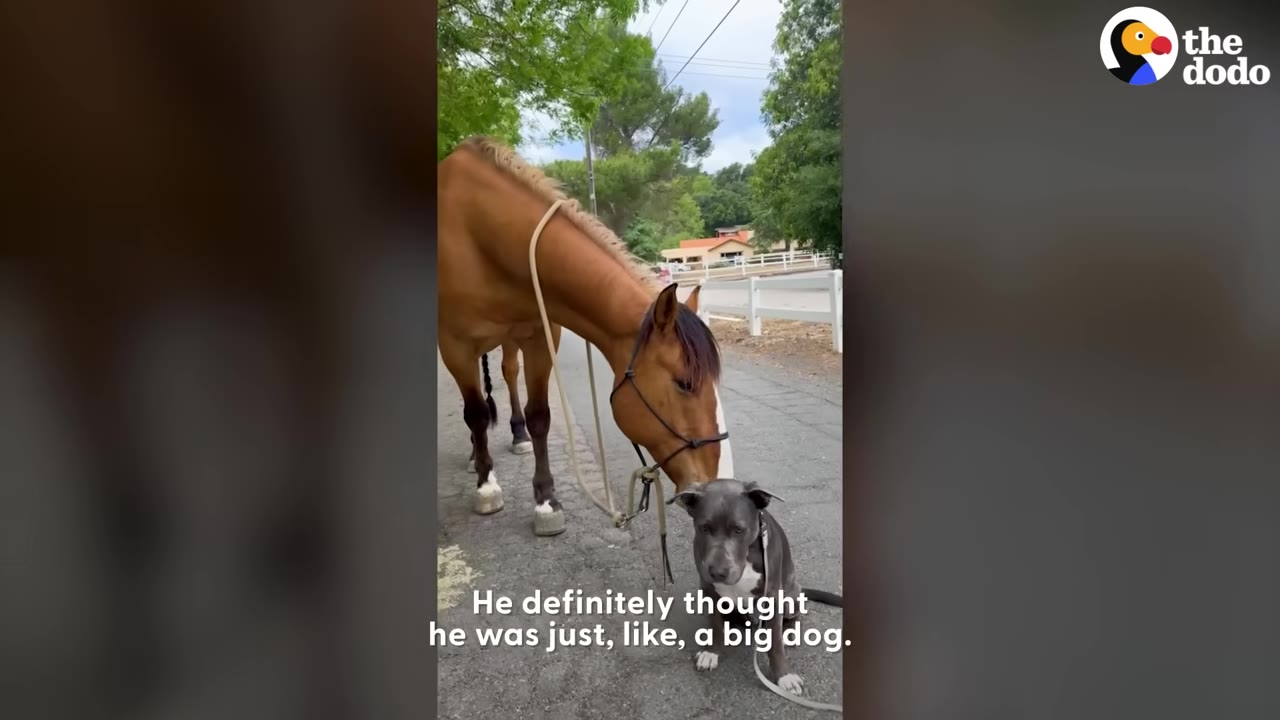 A brown horse gently lowers its head to sniff a small grey pit bull puppy sitting on a paved path.