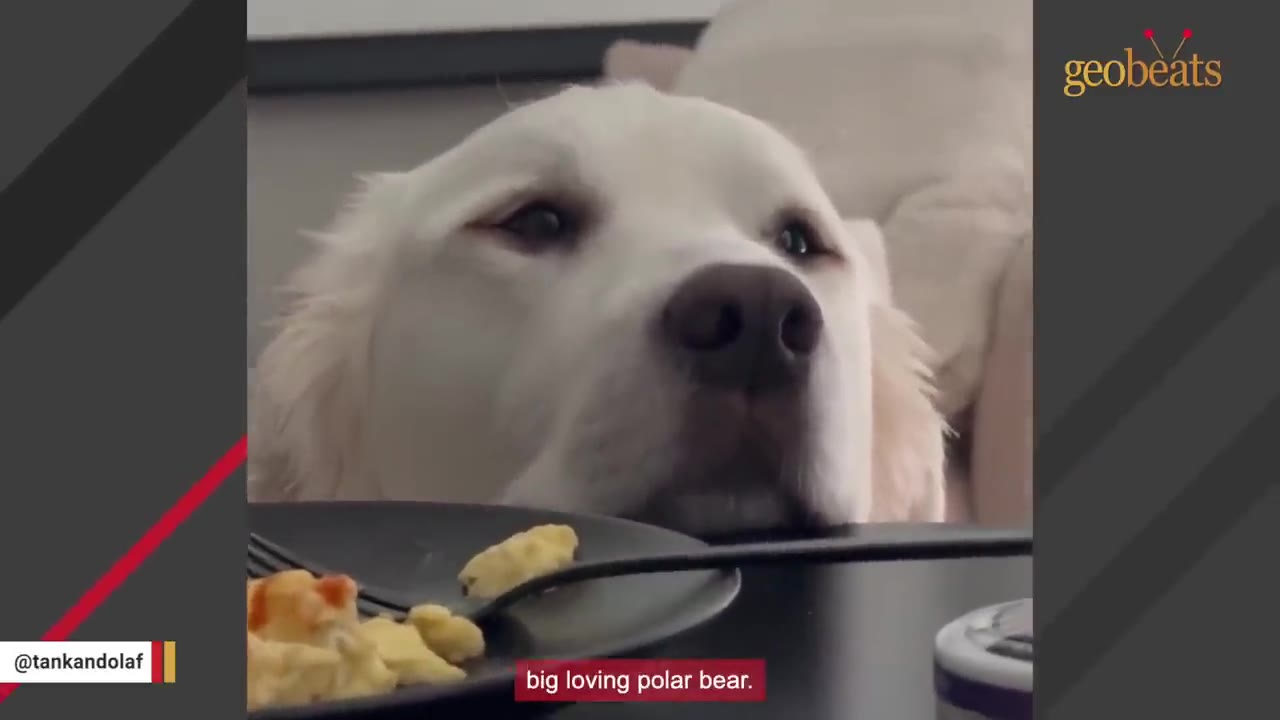 A close-up shot of a large, white dog looking over the edge of a table near a plate of food.