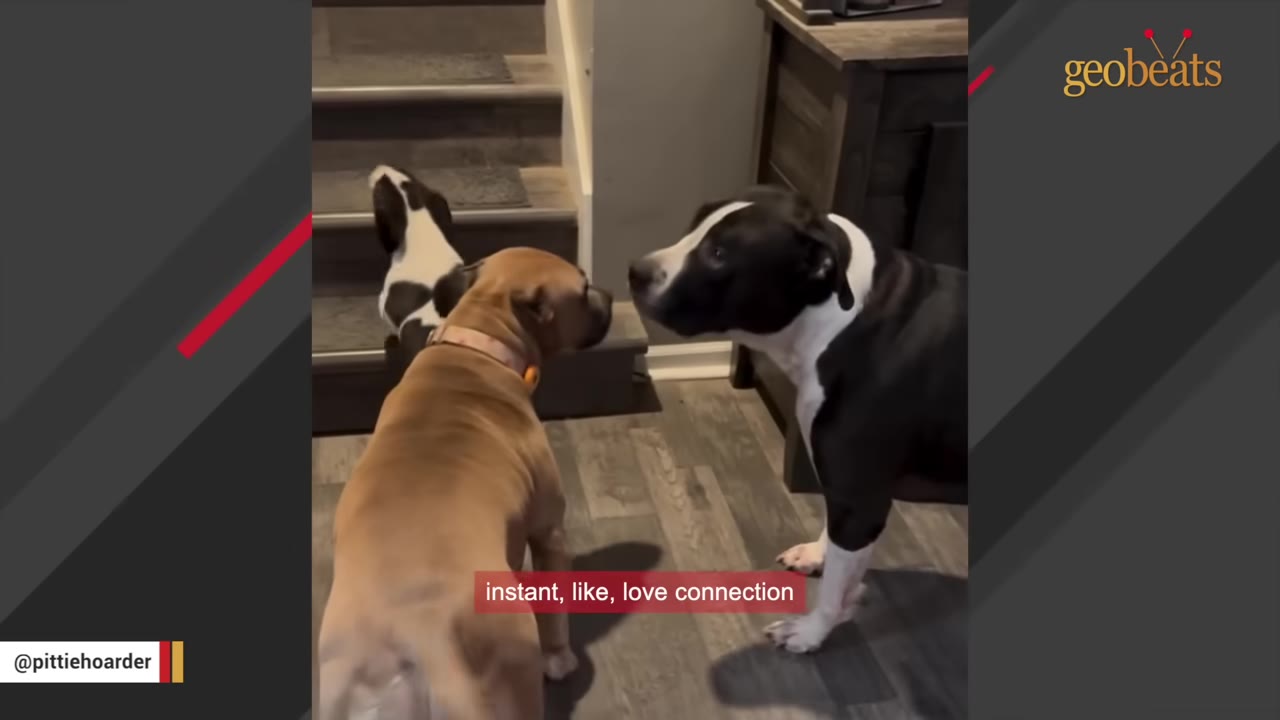 A tan dog and a black-and-white dog stand facing each other indoors near a staircase, appearing to sniff and greet one another.