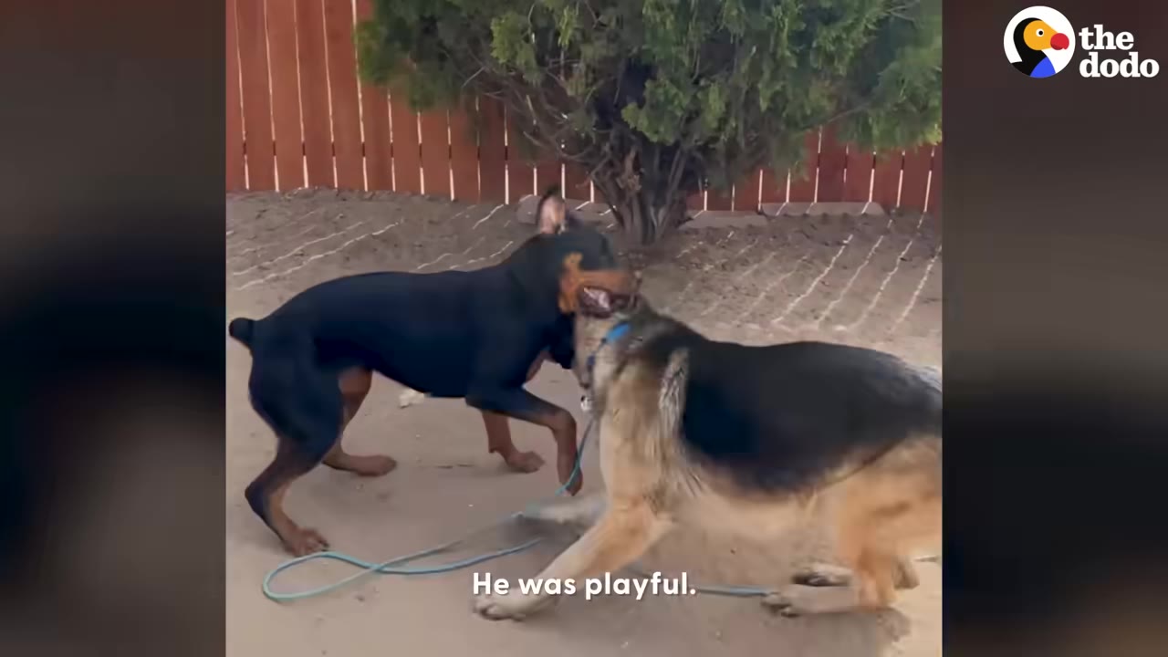 A German Shepherd and a Doberman play together in a sandy backyard.