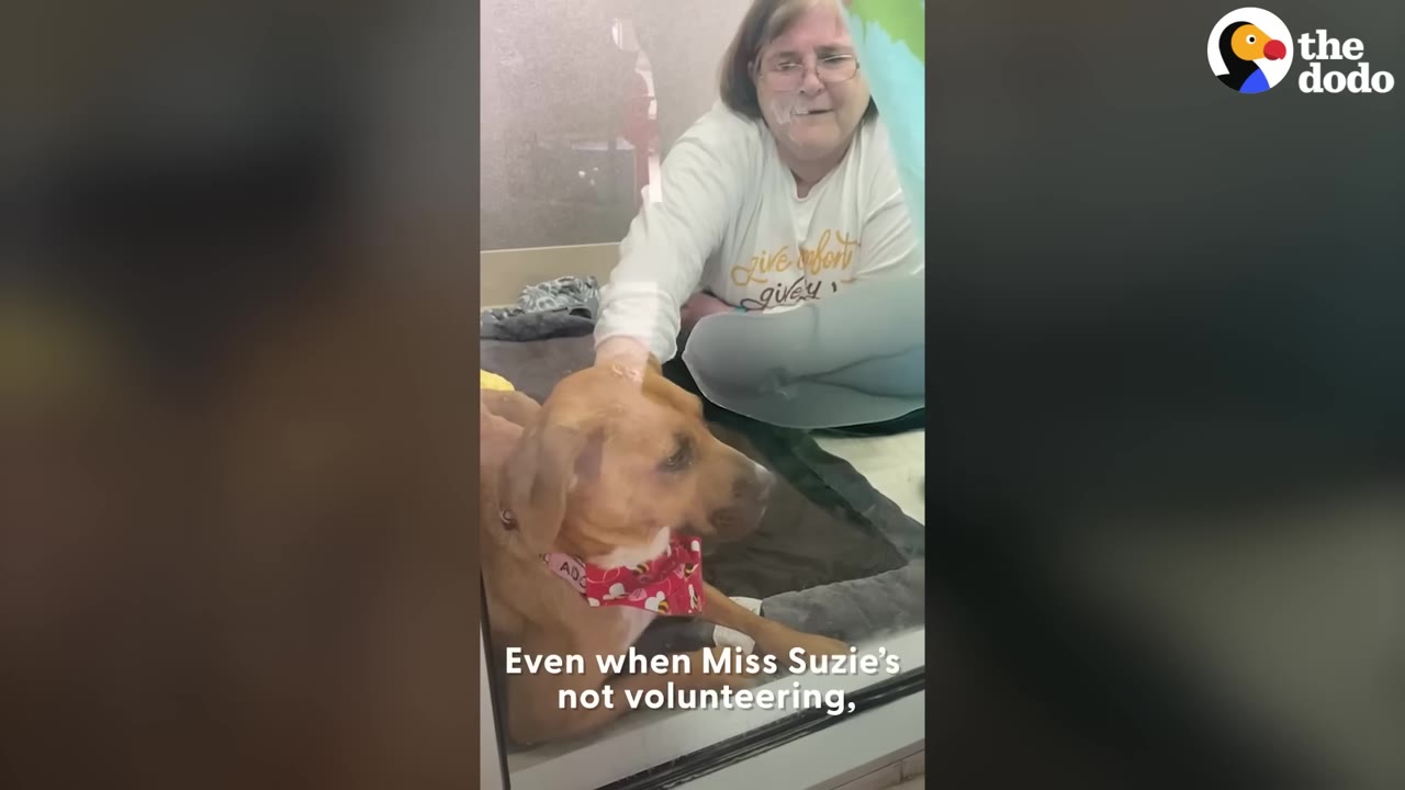 A woman wearing glasses and a white long-sleeve shirt smiles as she pets a brown dog wearing a red bandana through a glass window.