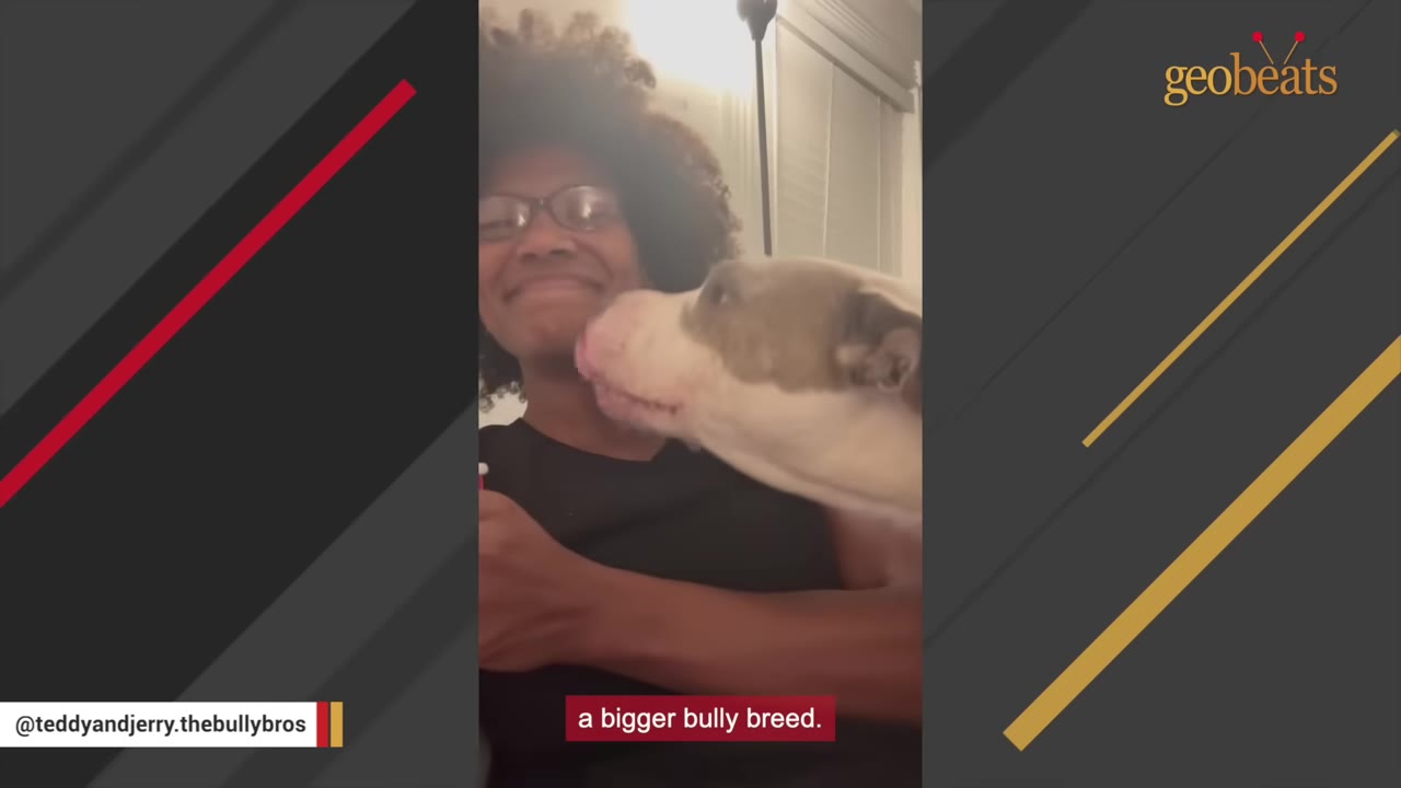 A close-up of a large pit bull-type dog affectionately licking the face of a smiling woman with glasses.