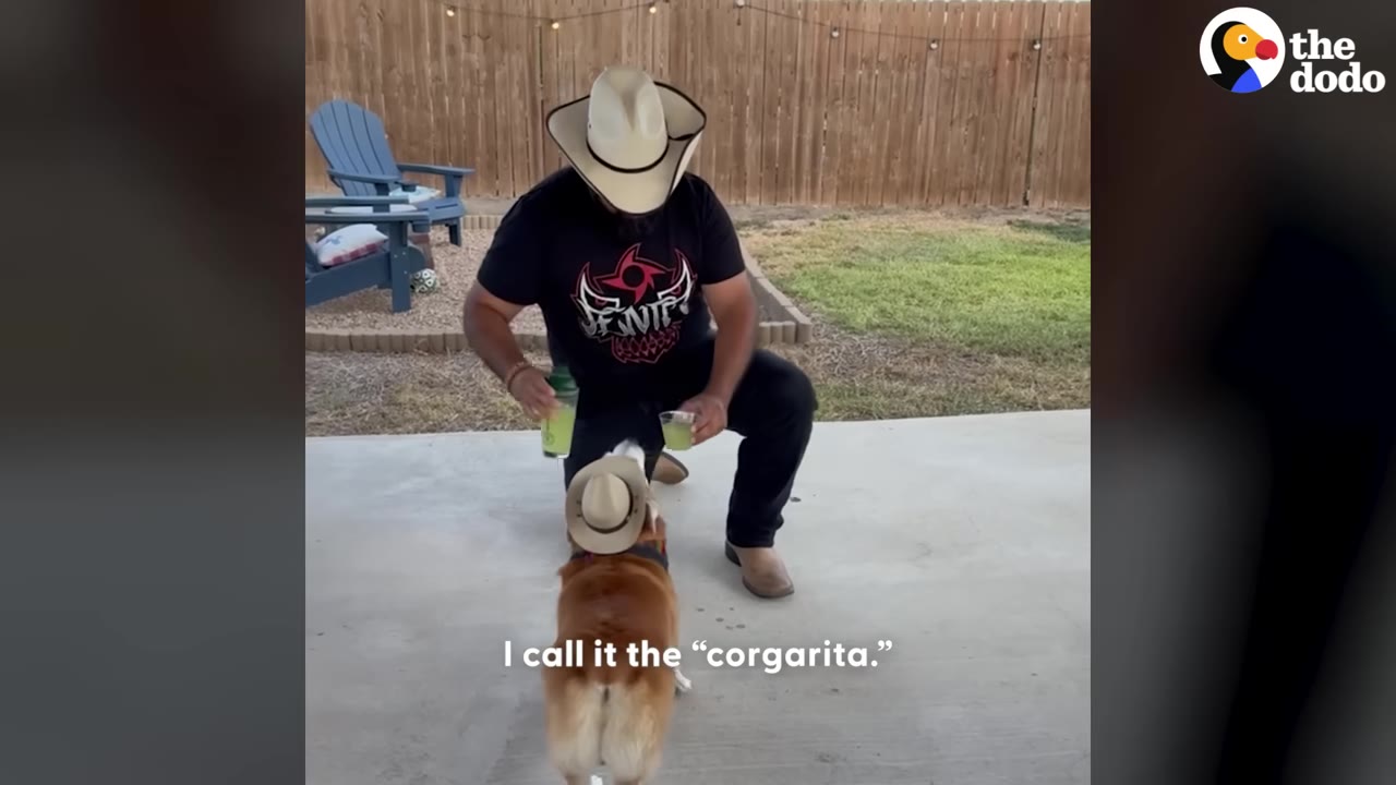 A man wearing a cowboy hat kneels on a concrete patio holding two cups of green liquid, presenting one to a corgi wearing a small cowboy hat.
