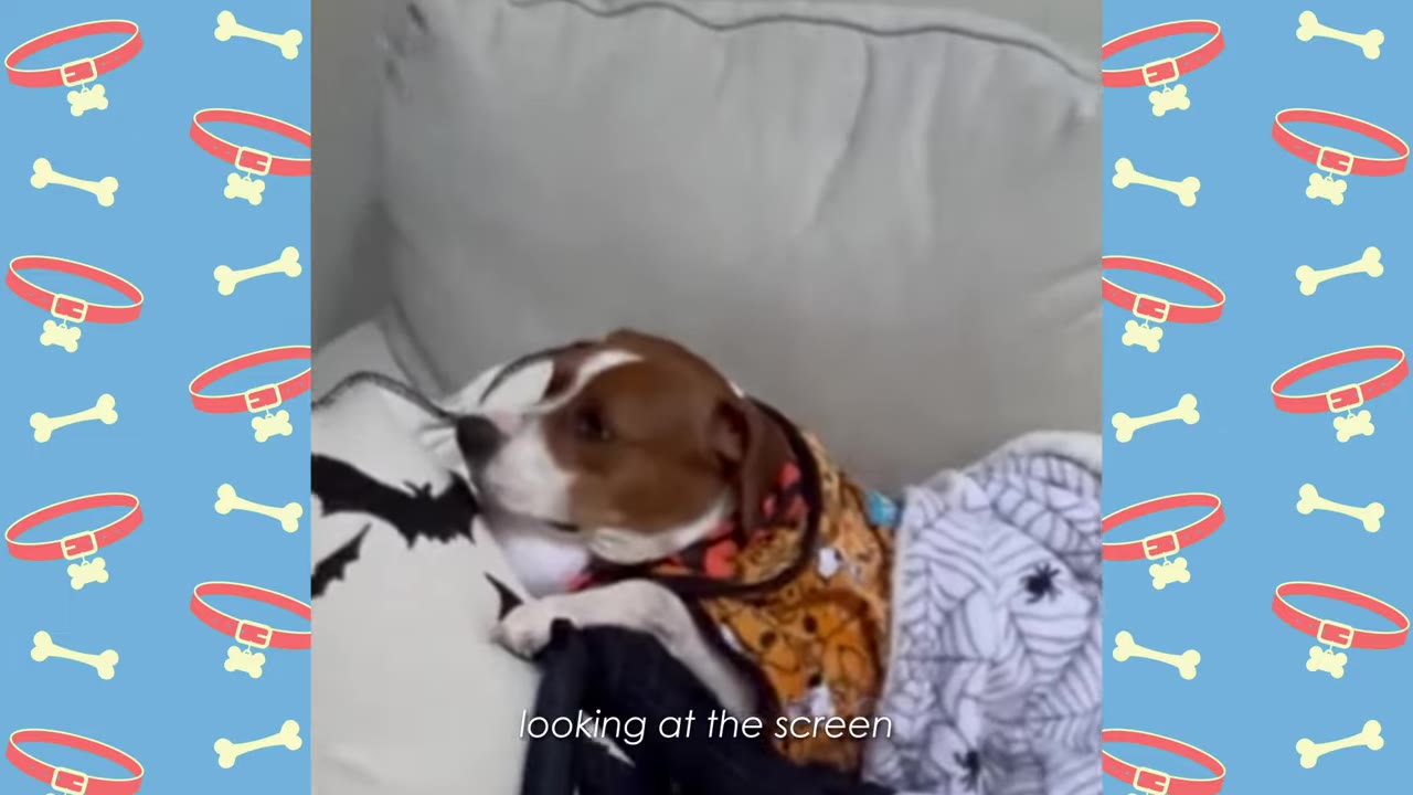 A brown and white dog wearing a patterned shirt lies on a couch, looking intently to the side.