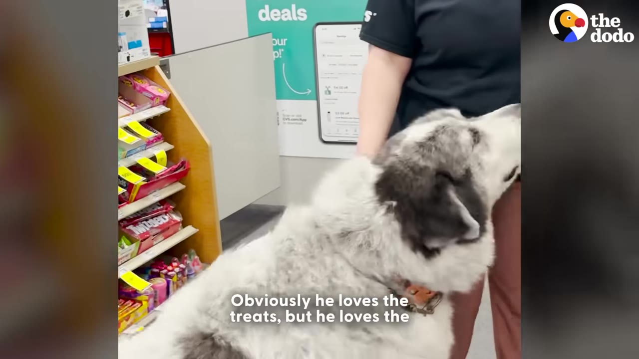 A large, fluffy grey and white dog leans its head affectionately against a store employee standing next to a checkout counter.