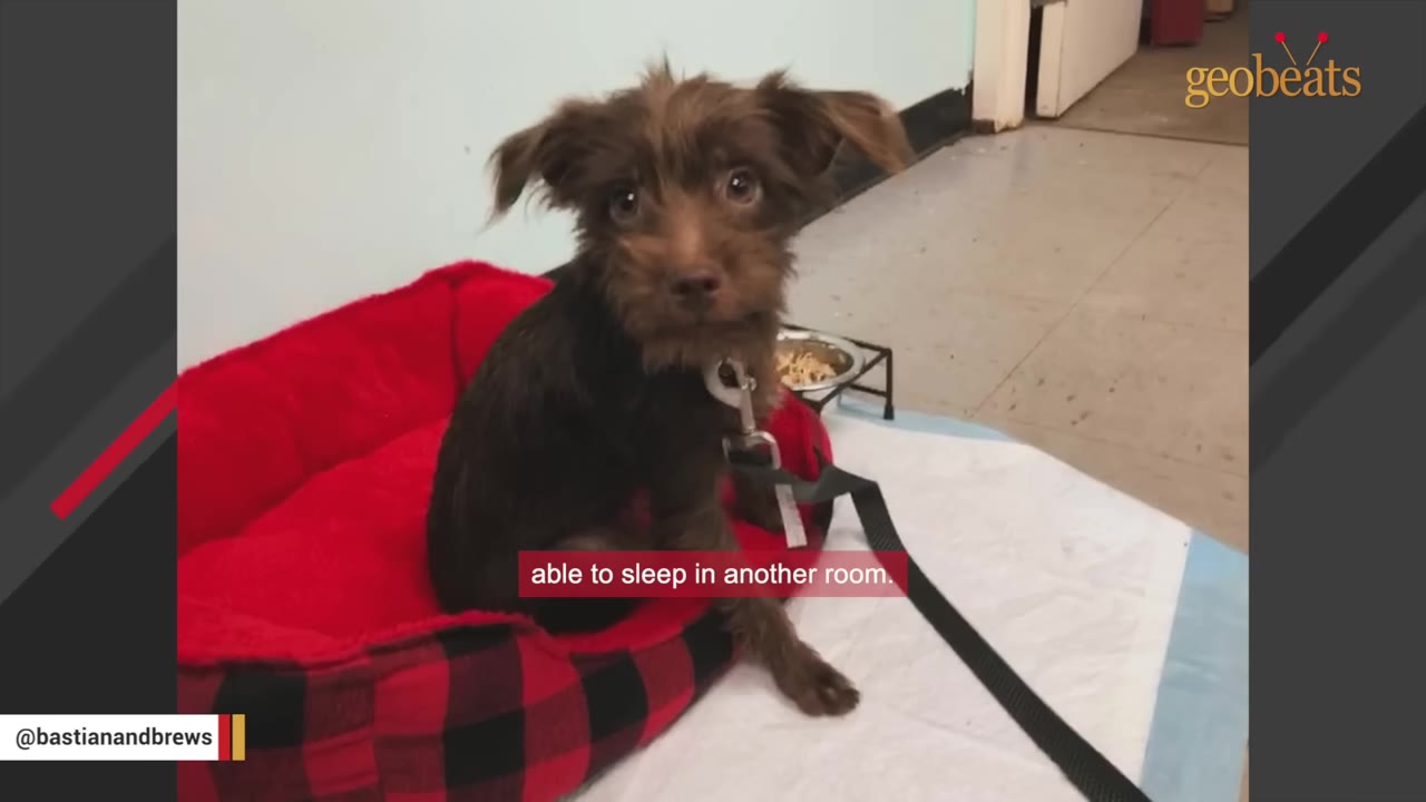 A small brown scruffy puppy sitting in a red and black plaid dog bed on a puppy pad, looking up with wide eyes.