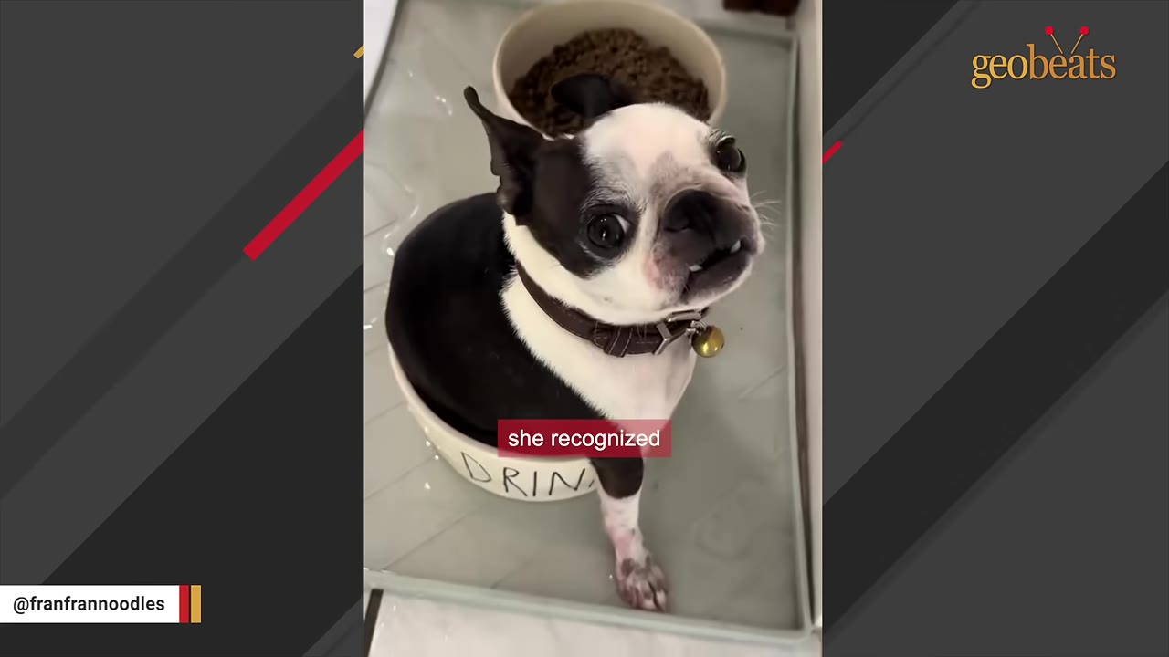 A black and white Boston Terrier sitting inside a small white ceramic bowl labeled 'DRINK' on an indoor floor mat next to a food bowl.
