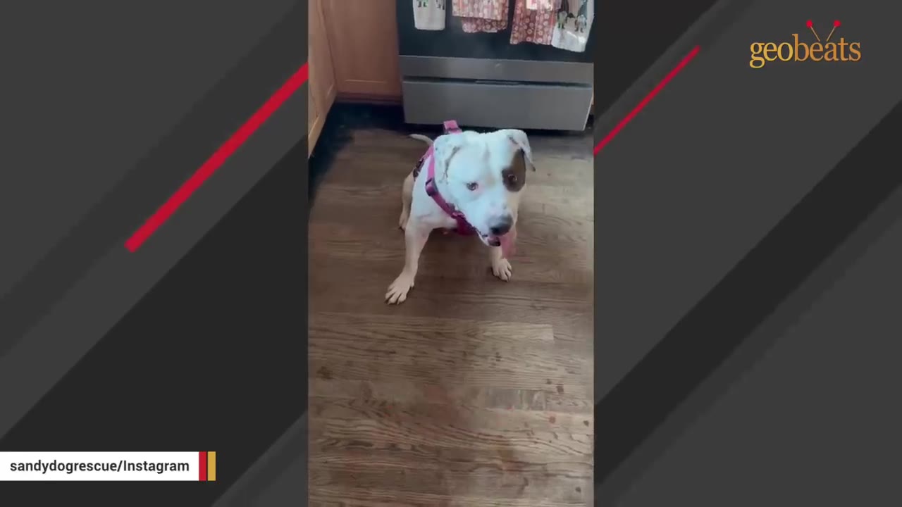 A white dog with a brown patch over her left eye sits on a wooden floor wearing a pink harness.