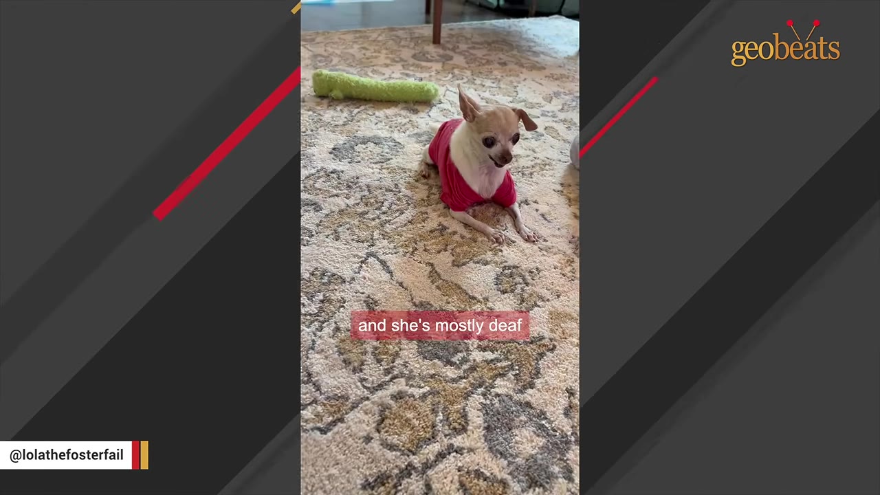 A small, senior Chihuahua wearing a pink shirt lies on a patterned rug, looking forward with alert ears.