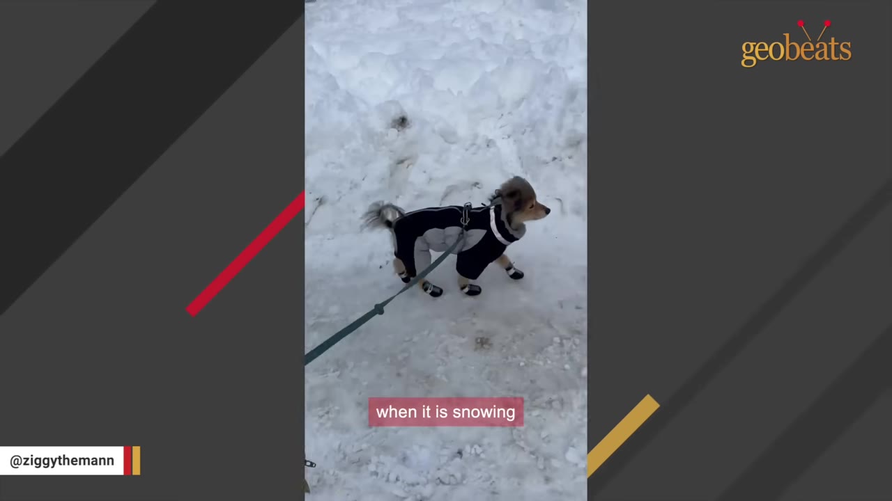 A small dog wearing a black and grey winter coat and booties stands on a snowy path while on a leash.