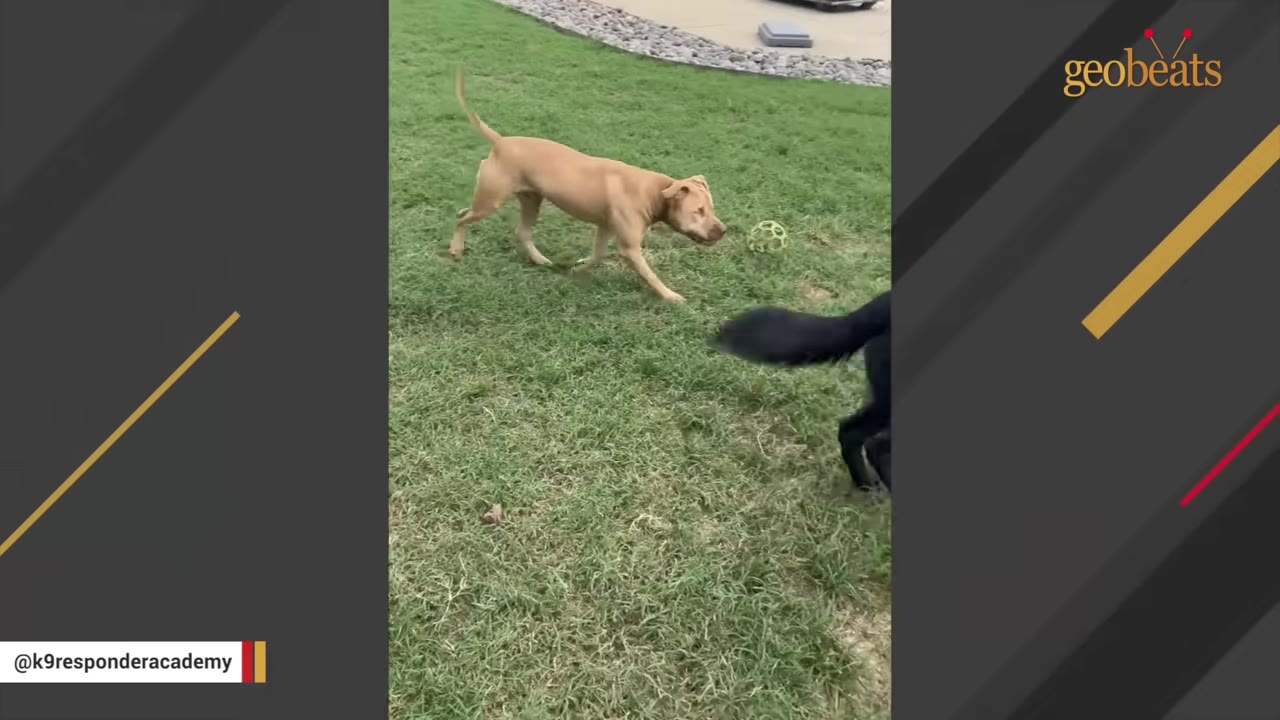 A tan dog runs across a green grassy lawn towards a hollow green toy ball.