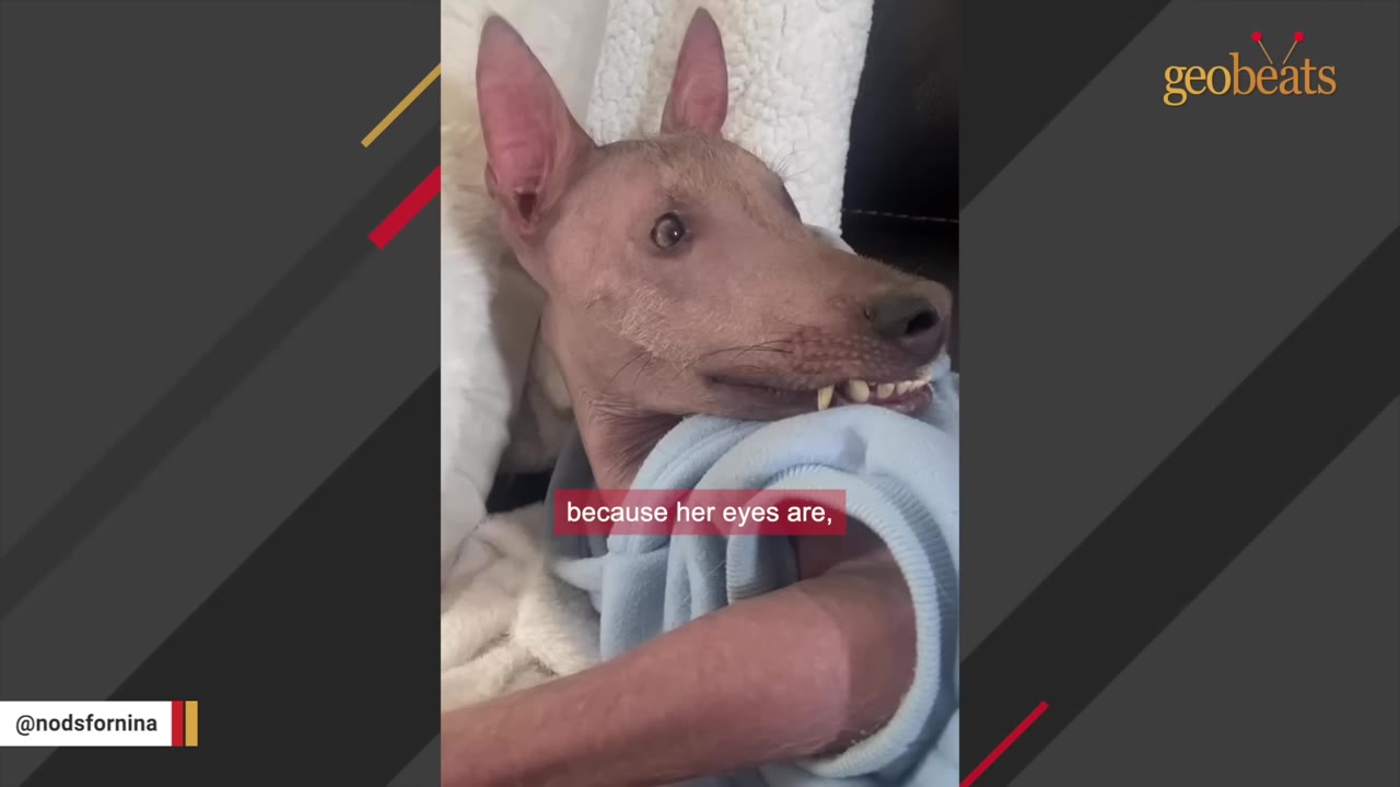 A close-up of a hairless dog with large ears and an underbite, looking to the side while wrapped in a blue blanket.