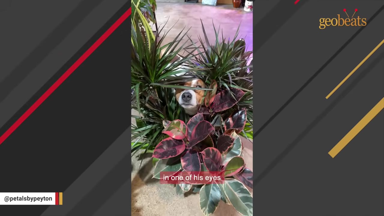 A brown and white dog peeks its head through green and reddish-pink potted plants, looking directly at the camera.