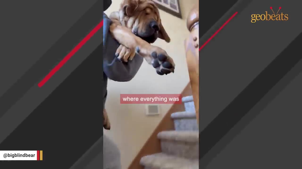 A person carrying a large, brown, wrinkled-faced dog up a carpeted staircase.