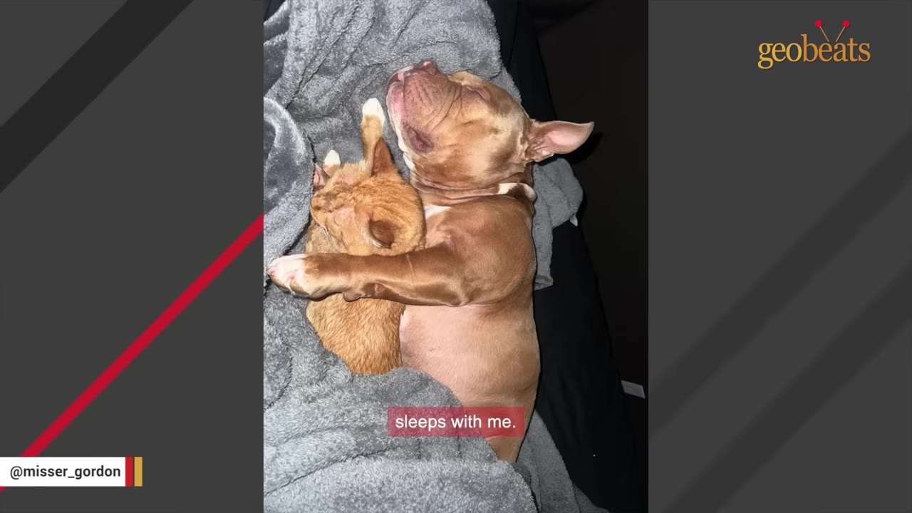A brown dog sleeps under a grey blanket, hugging an orange cat close to its chest.
