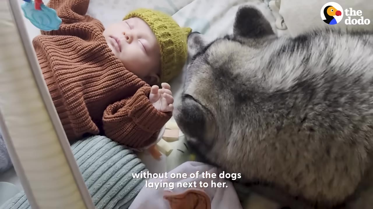 A close-up of a sleeping baby wearing a yellow knit hat and brown sweater, resting her head near a fluffy grey and white dog.