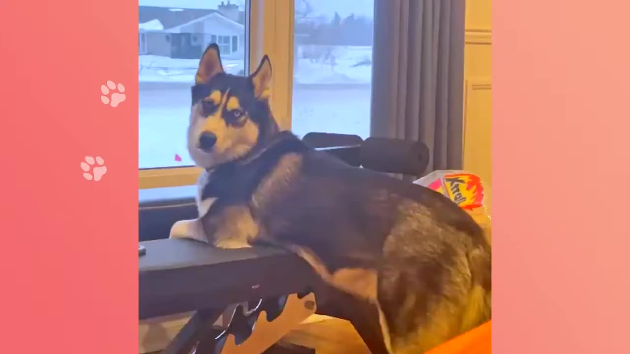 A black and white Siberian Husky rests on a black bench indoors, looking back over its shoulder directly at the camera.