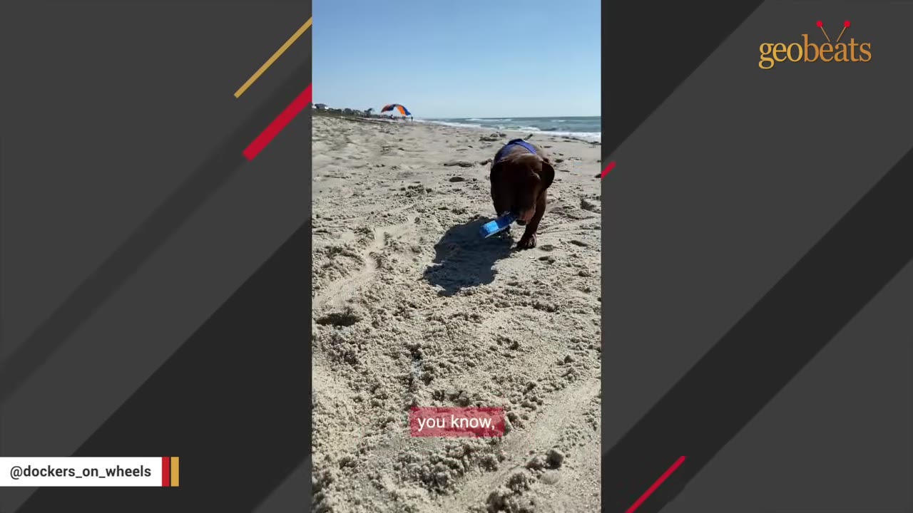 A brown dachshund wearing a blue harness runs across a sandy beach on a sunny day.