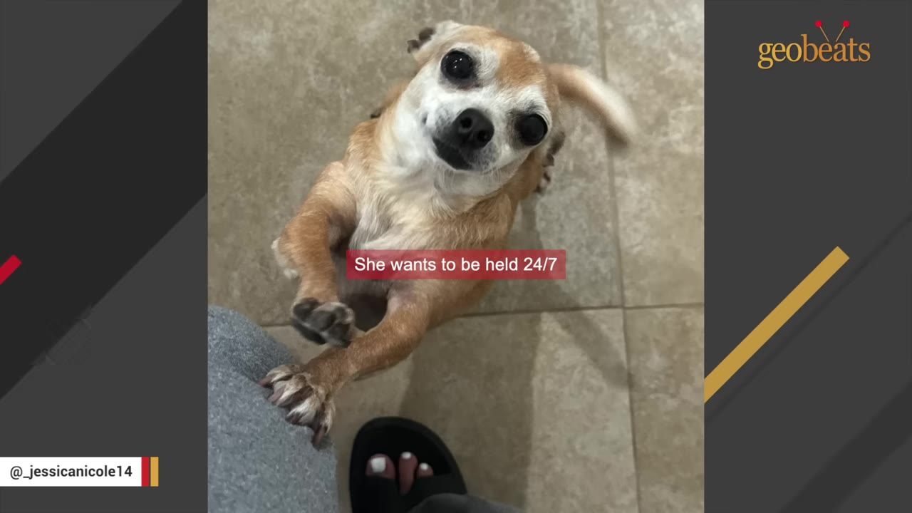 A small tan and white Chihuahua standing on its hind legs, reaching up towards a person's leg on a tiled floor.