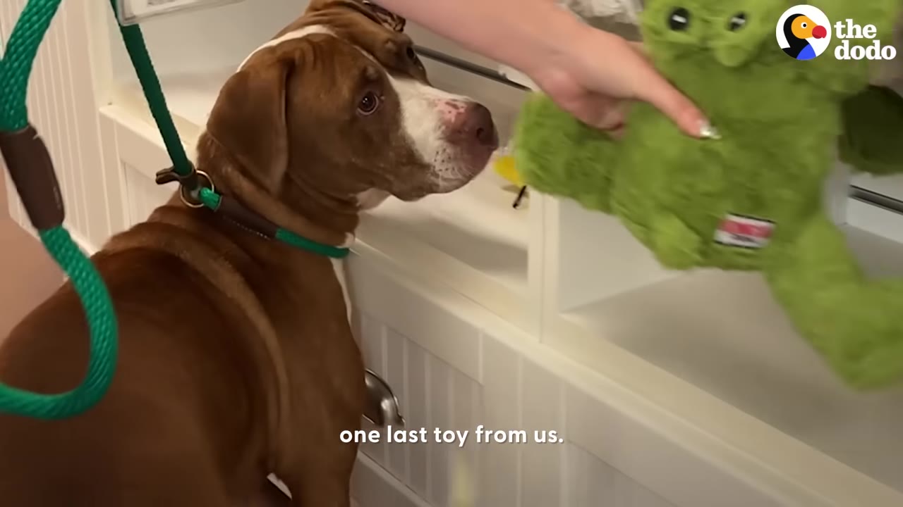 A brown and white dog on a green leash looks up at a green plush toy being offered by a person's hand.