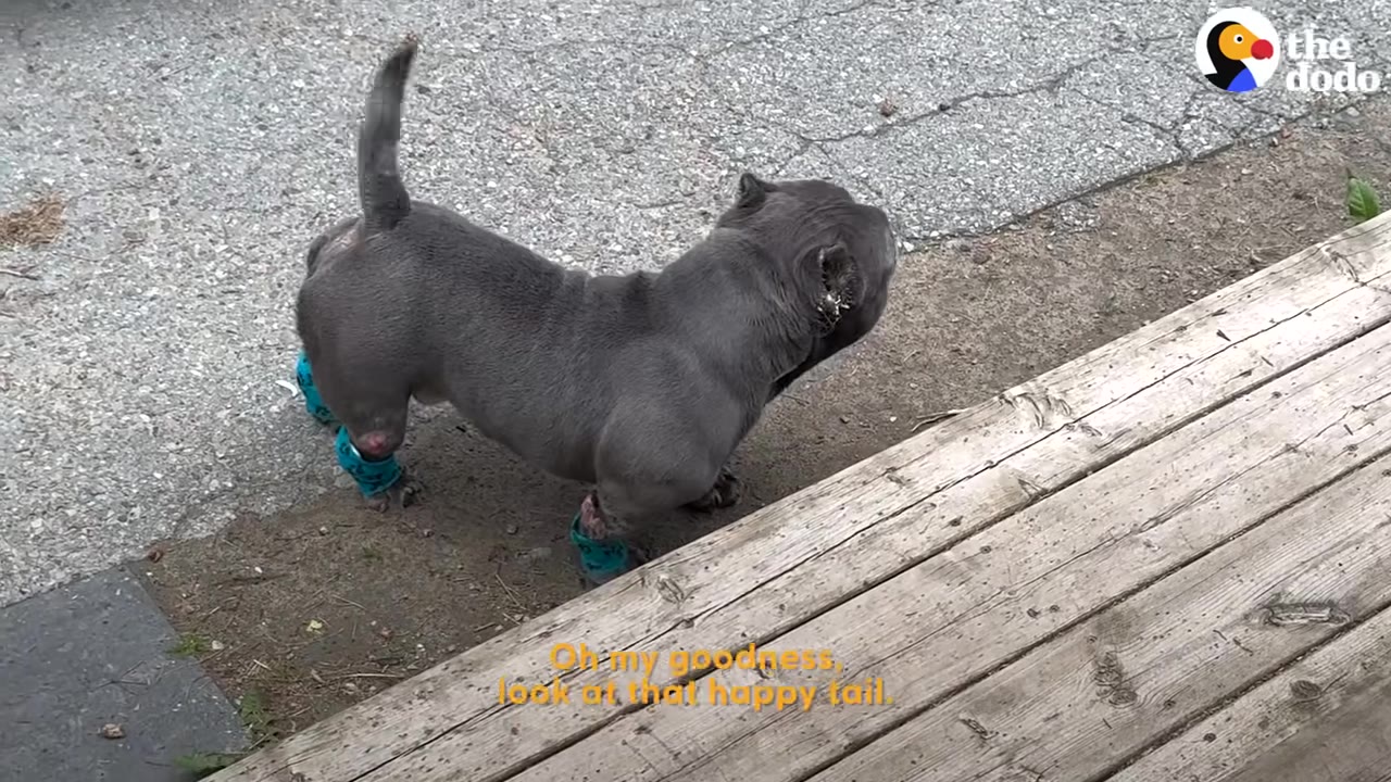 A gray bulldog named Porkchop stands on dirt next to a wooden deck, wearing blue protective wraps on his paws.