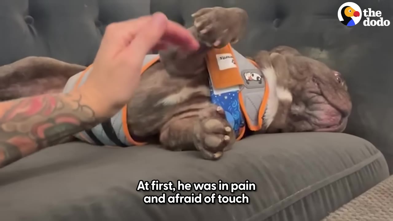 A brown French bulldog wearing a grey and orange vest lies on a grey couch, flinching with its paws up as a tattooed hand reaches out to touch it.