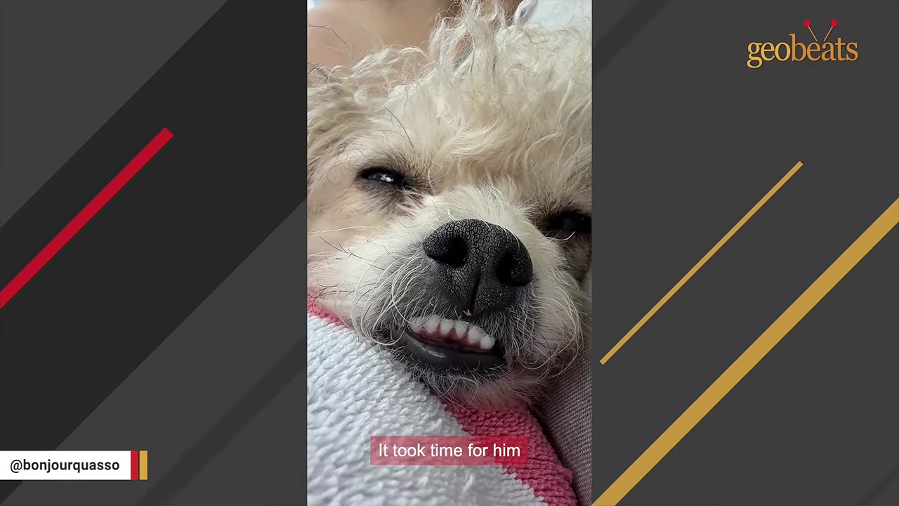 A close-up of a small, scruffy white dog resting its head on a pink and white blanket, looking directly at the camera with a slightly open mouth showing its teeth.