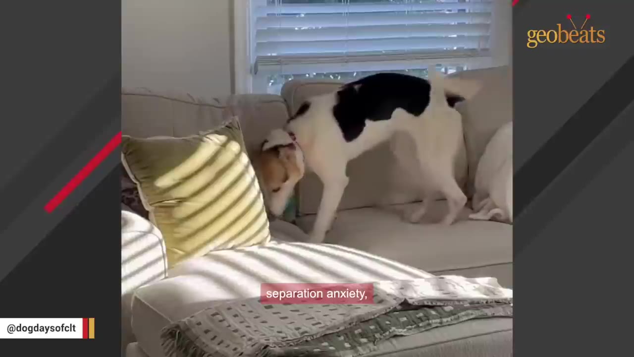 A black and white dog on a beige couch, burrowing its head near a pillow, with a caption that reads 'separation anxiety,'.