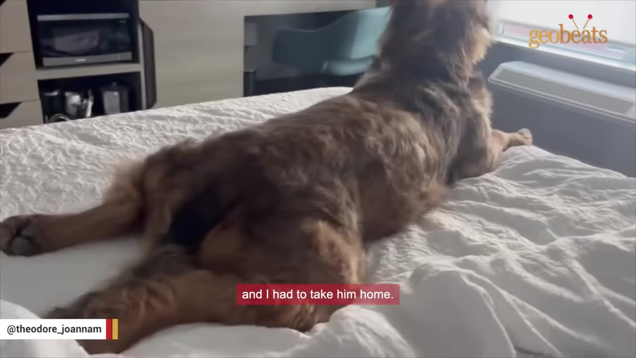 A fluffy brown dog lies on a white bed, looking out of a bright window.