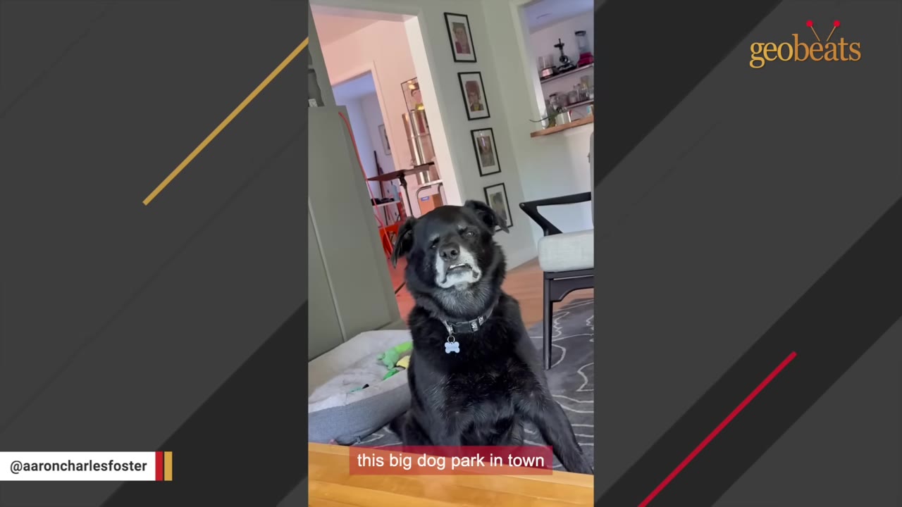 A black dog with a slightly crooked jaw and white fur around its muzzle sits upright in a living room, looking directly at the camera.