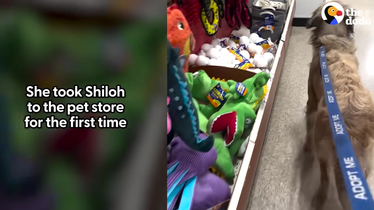 A fluffy brown dog wearing an 'ADOPT ME' leash walks down a pet store aisle filled with colorful plush toys.