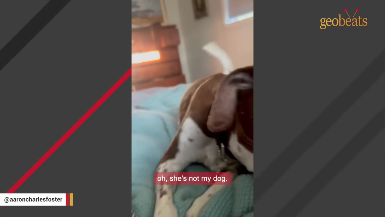 A brown and white dog on a bed with a subtitle that reads 'oh, she's not my dog.'