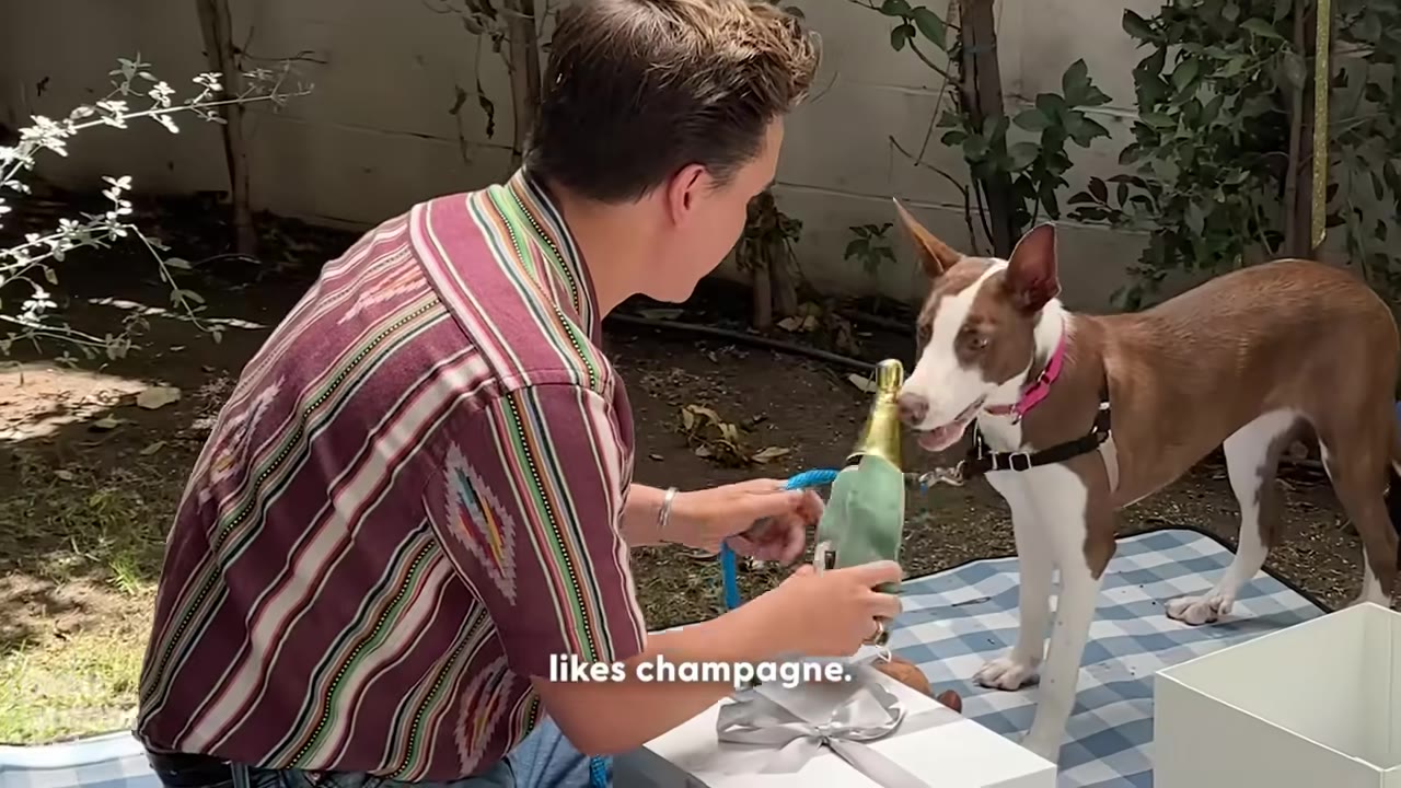 A man kneeling on a blue-and-white checkered picnic blanket holds a green plush champagne bottle toy towards a brown and white dog wearing a pink collar.