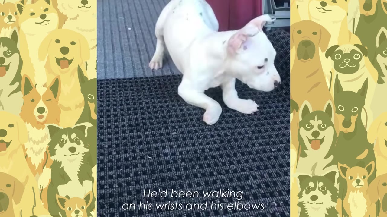 A white puppy with malformed front legs stands on a dark mat, bending at its wrists and elbows to support itself.