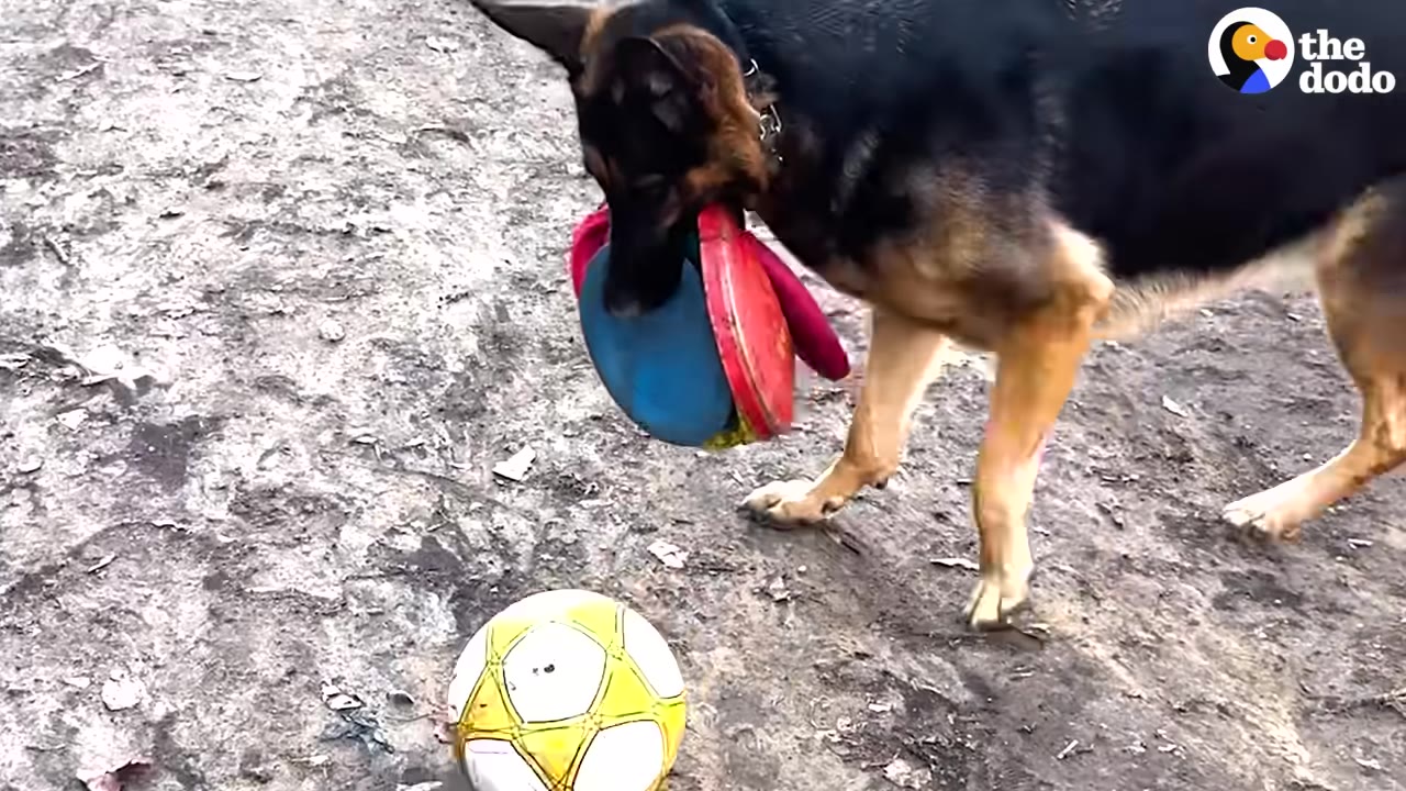 A German Shepherd holding multiple colorful frisbees in its mouth while looking down at a yellow and white soccer ball on the ground.