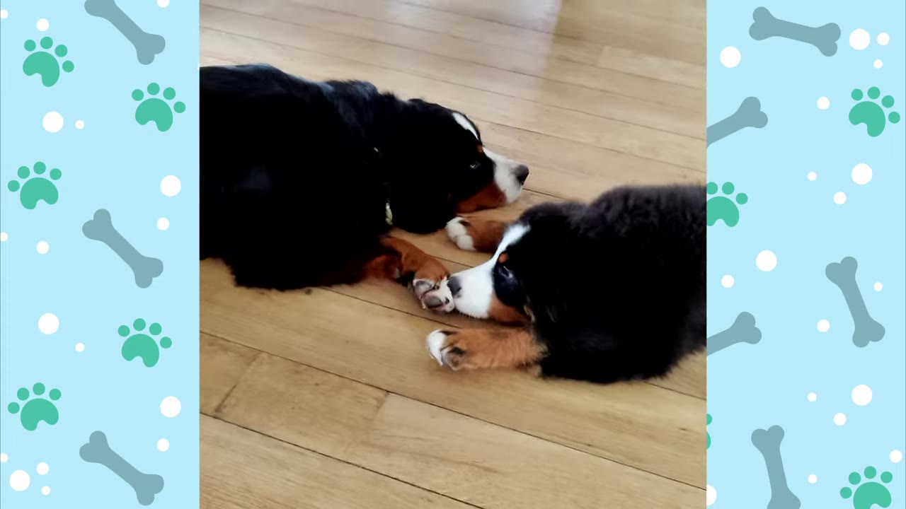 An adult Bernese Mountain Dog lies on a wooden floor looking away, while a Bernese Mountain Dog puppy lies opposite, touching the adult dog's paw with its nose.
