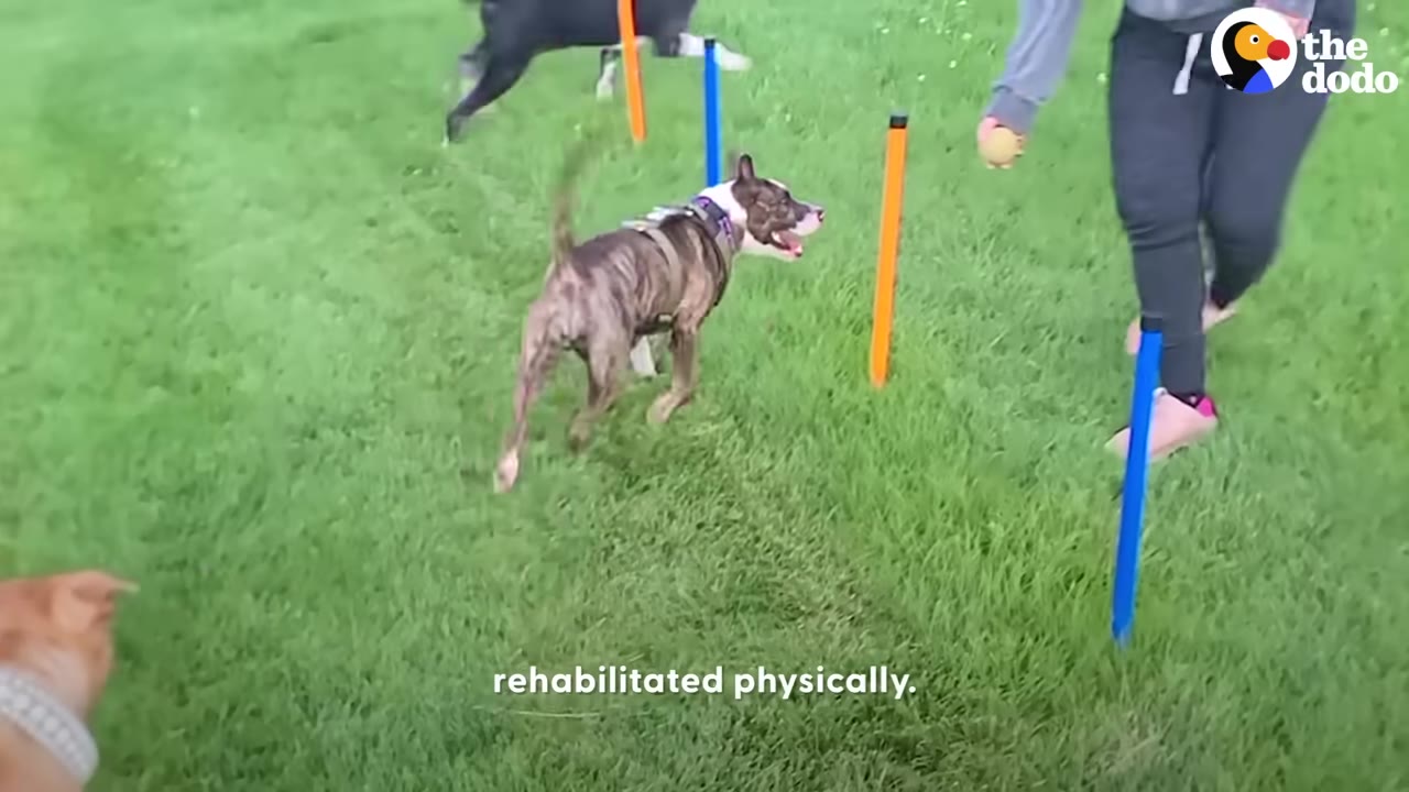 A brindle dog runs through colorful agility weave poles on a green lawn, guided by a person.