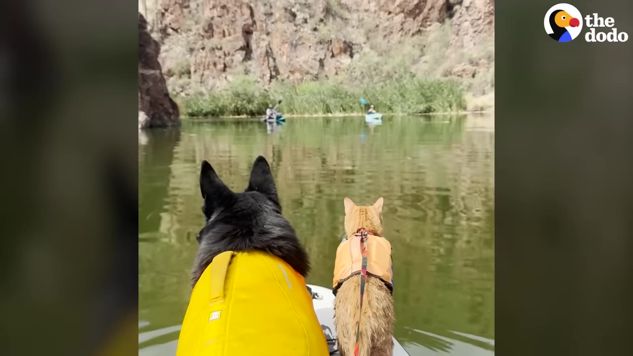 A black dog wearing a yellow life vest and an orange cat wearing an orange life vest sit side-by-side on a paddleboard, looking out over a calm river surrounded by rocky cliffs.