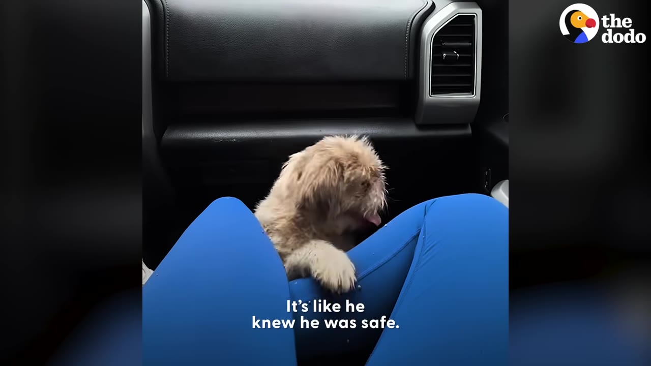 A small, fluffy, light-brown dog sits in the passenger seat of a vehicle, leaning its paws on the blue-clad legs of a person sitting next to it.