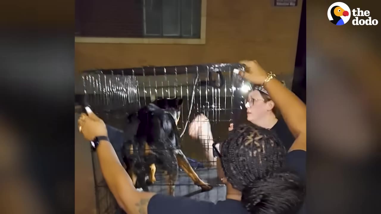 A black and tan dog stands inside a wire crate being held by two people.