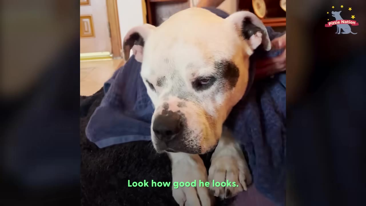 A white dog with black patches around his eyes wrapped in a blue towel, resting on a dark blanket inside a home.