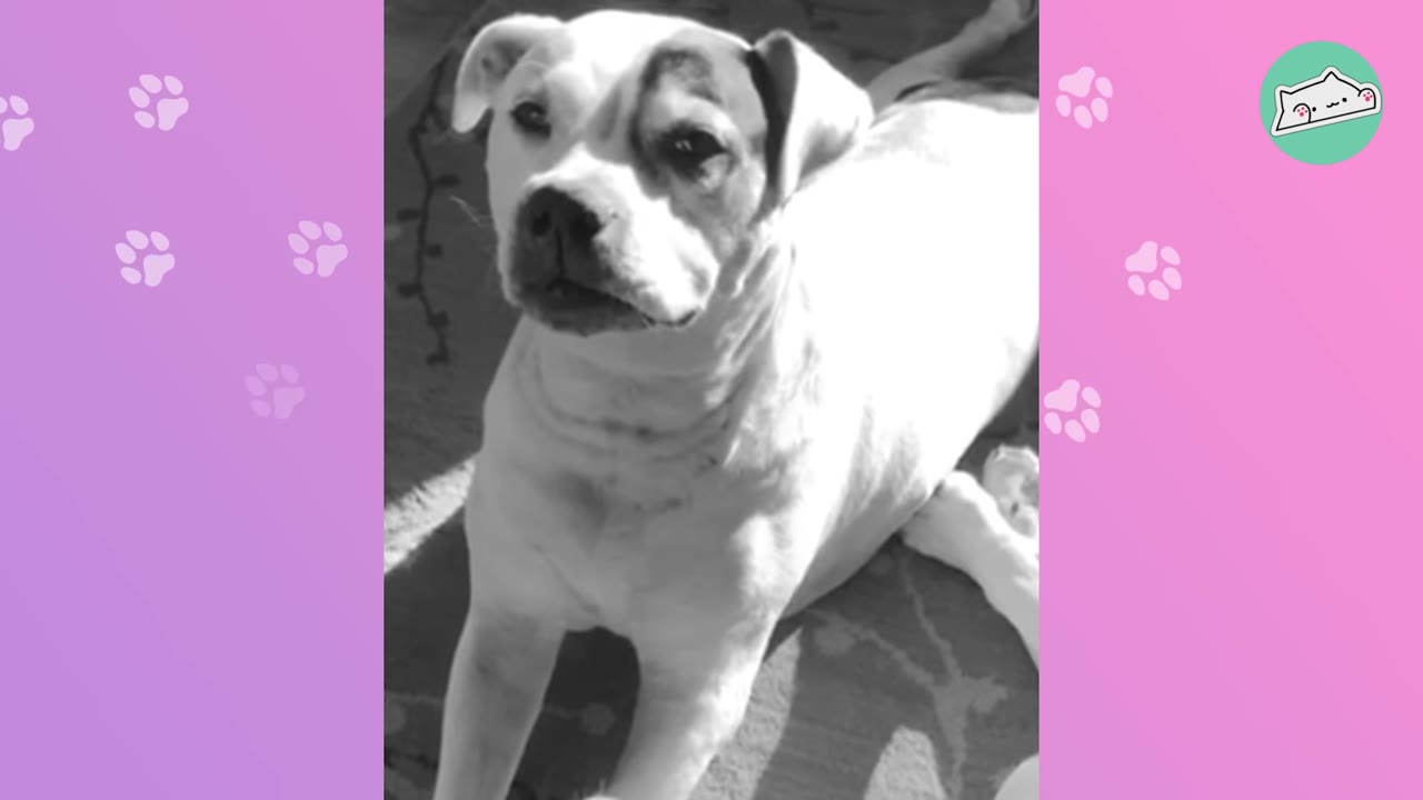 A black and white photograph of a white dog with a dark patch over its left eye, sitting down and looking towards the camera.