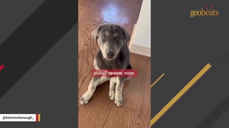 Tiny California Puppy Begged To Be Held Until Another Dog Seemed To Understand Something No One Else Could