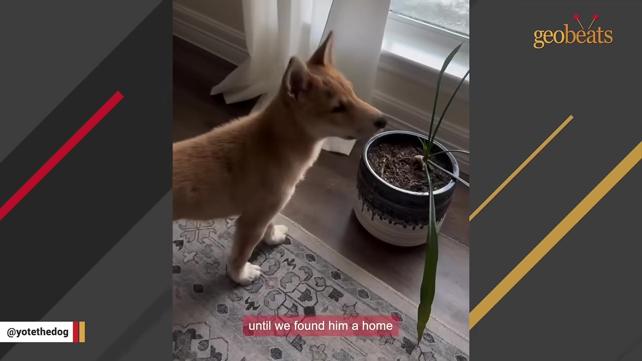 A tan puppy stands on a patterned rug next to a potted plant near a window.