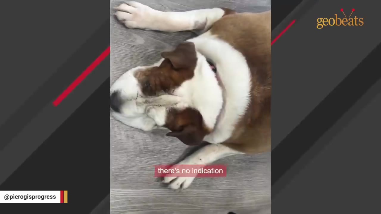 A large brown and white dog lying on its back on a wooden floor, looking up at the camera.
