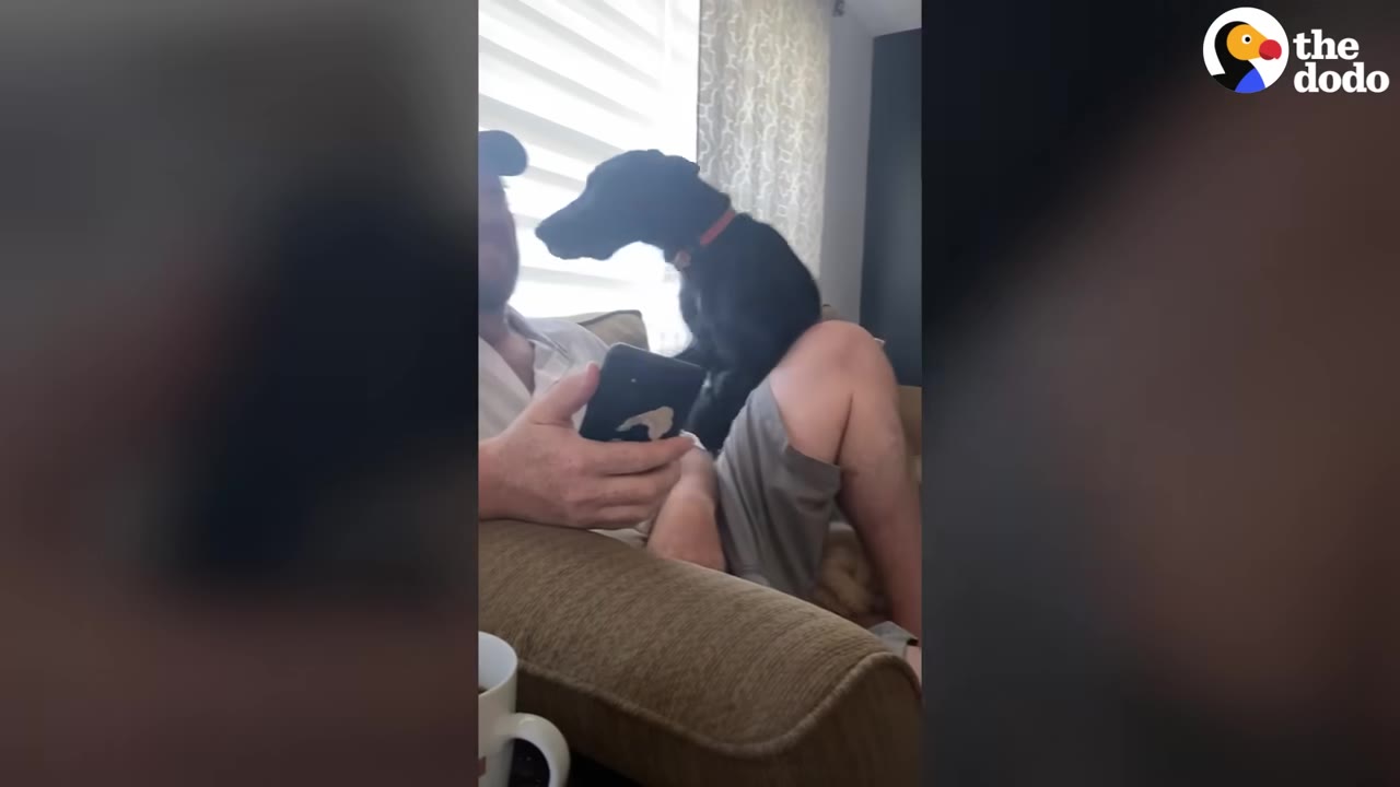 A black dog sits on a person's lap on a couch, leaning forward to look closely at the smartphone the person is holding.