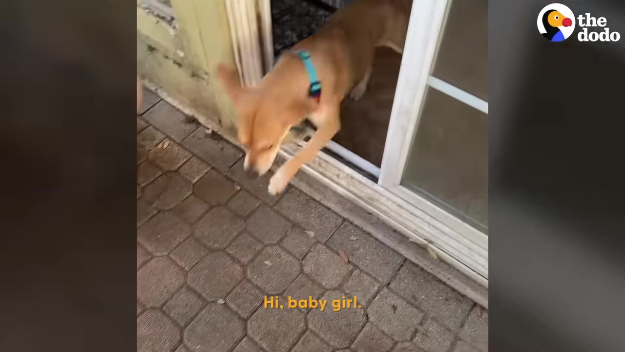 A light brown dog wearing a blue collar steps out of a sliding glass door onto a brick patio.